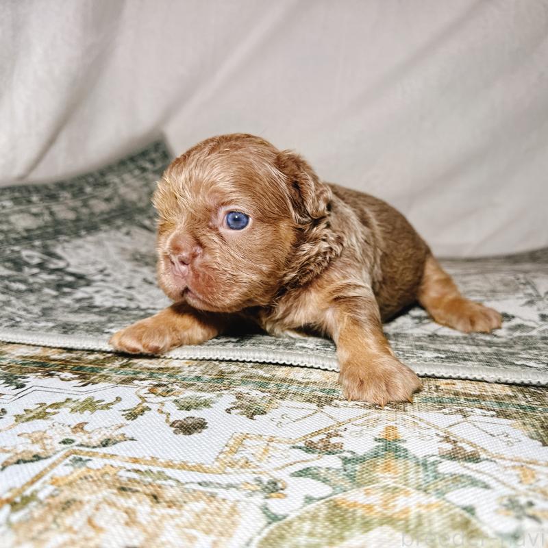 販売中の奈良県のフレンチブルドッグ-450748の11枚目