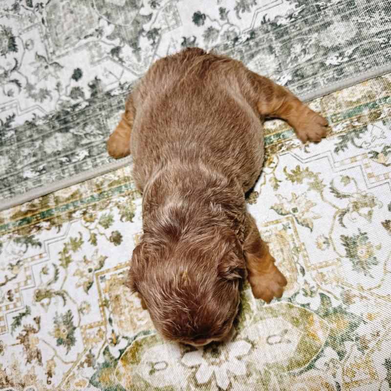 販売中の奈良県のフレンチブルドッグ-450748の10枚目