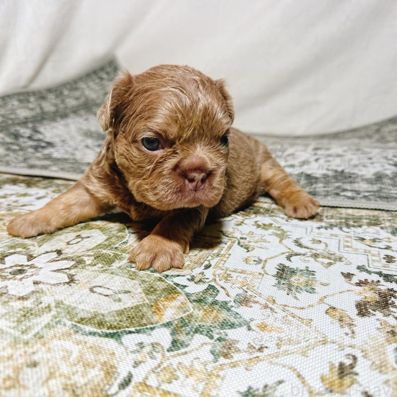 販売中の奈良県のフレンチブルドッグ-450748の9枚目