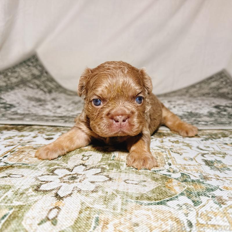 販売中の奈良県のフレンチブルドッグ-450748の7枚目