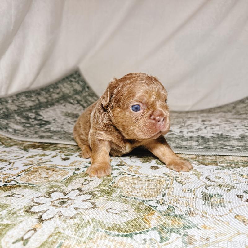 販売中の奈良県のフレンチブルドッグ-450748の6枚目