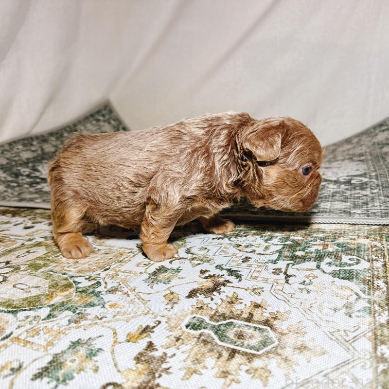 販売中の奈良県のフレンチブルドッグ-450748の5枚目