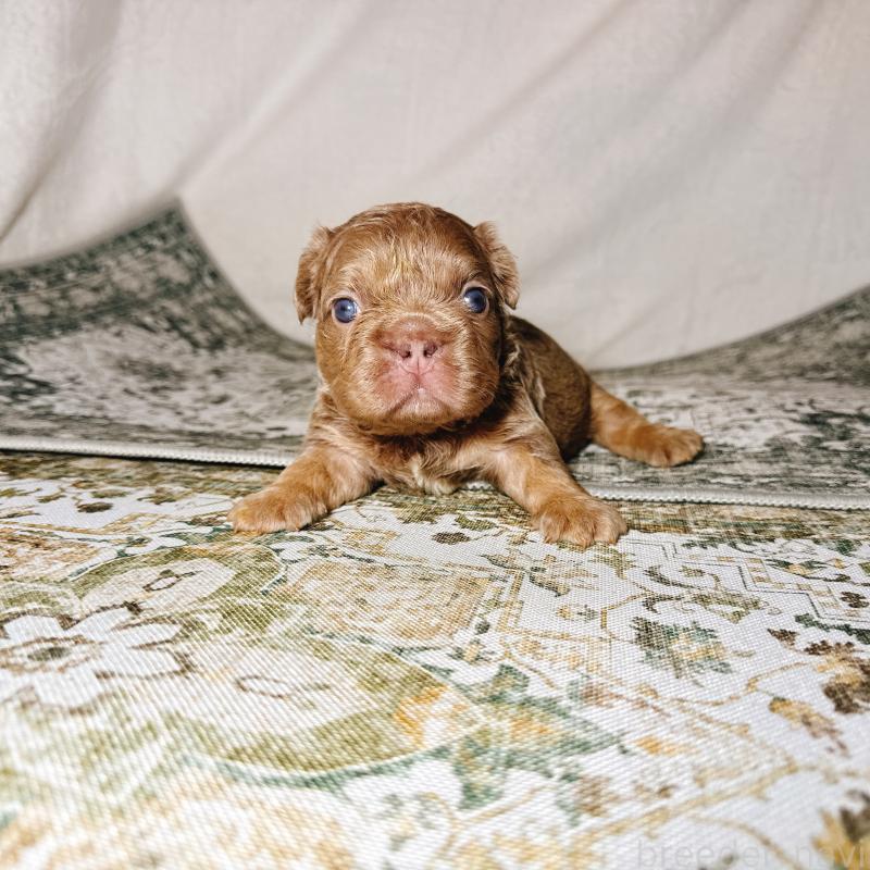 販売中の奈良県のフレンチブルドッグ-450748の4枚目