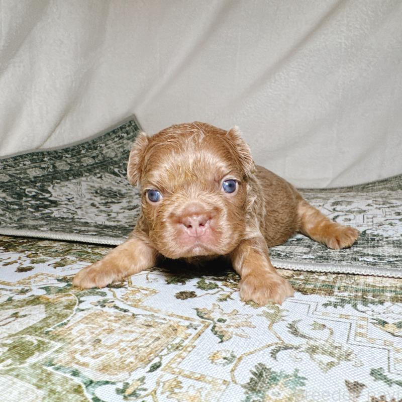 販売中の奈良県のフレンチブルドッグ-450748の3枚目