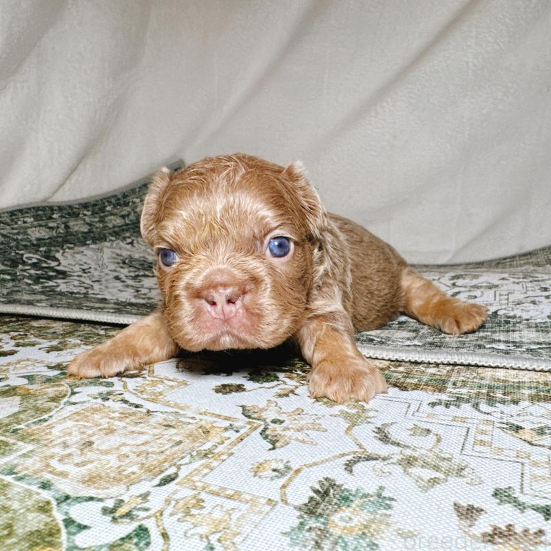 販売中の奈良県のフレンチブルドッグ-450748の2枚目