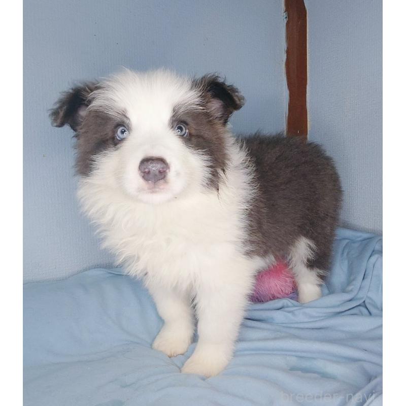 販売中の千葉県のボーダーコリー-450750の2枚目