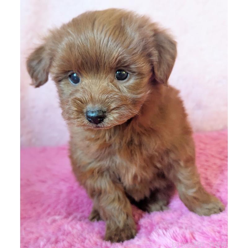 販売中の静岡県のミックス犬-450753の9枚目