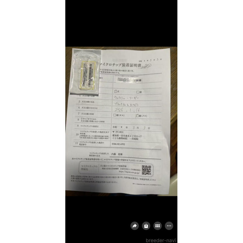 販売中の岐阜県のウェルシュコーギーペンブローク-450754の6枚目