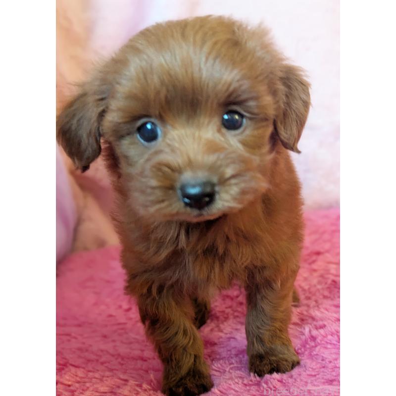 販売中の静岡県のミックス犬-450753の7枚目