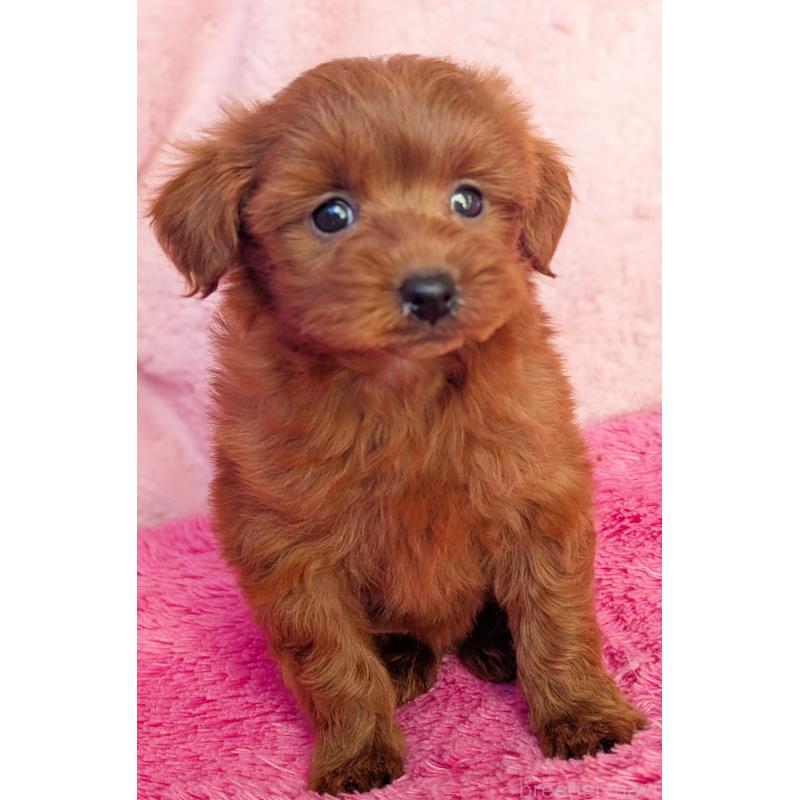 販売中の静岡県のミックス犬-450753の6枚目