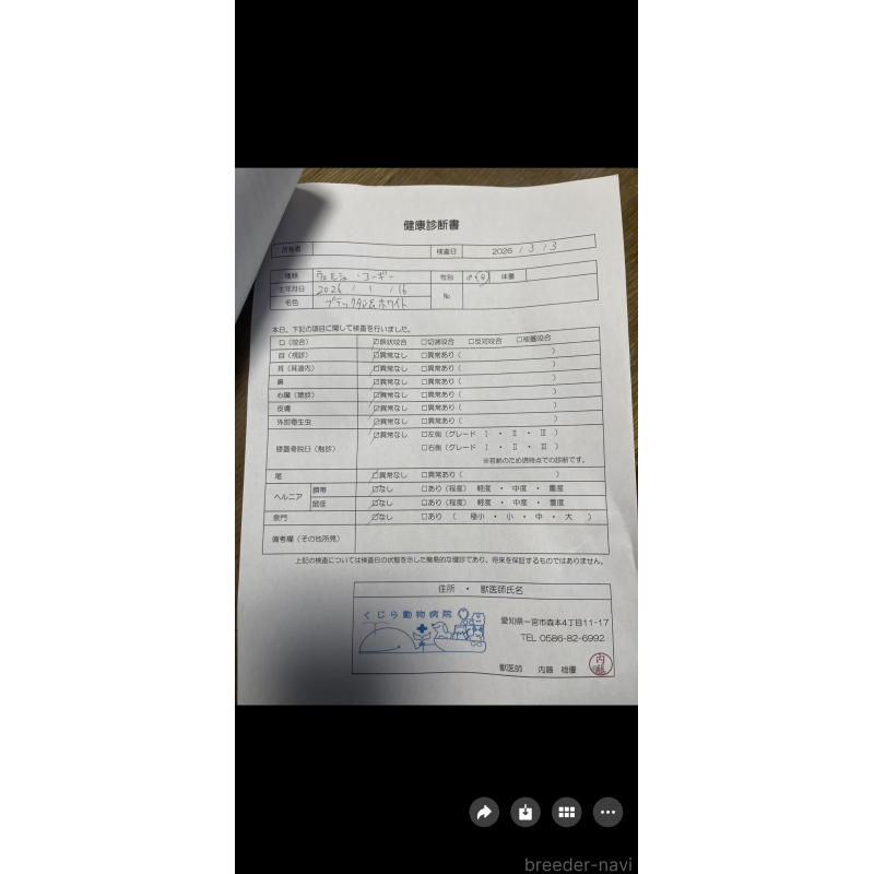 販売中の岐阜県のウェルシュコーギーペンブローク-450754の5枚目