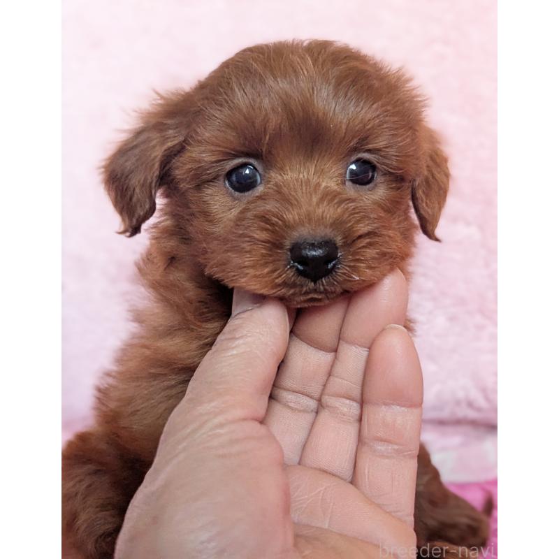 販売中の静岡県のミックス犬-450753の5枚目