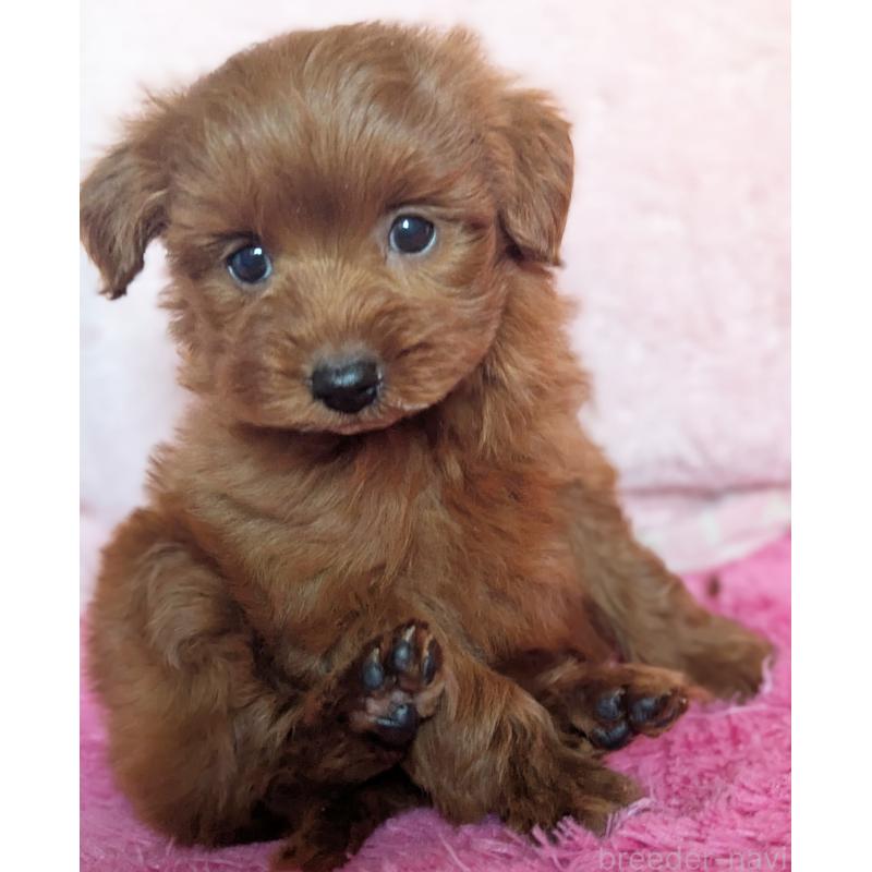 販売中の静岡県のミックス犬-450753の4枚目