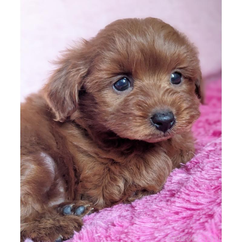 販売中の静岡県のミックス犬-450753の3枚目