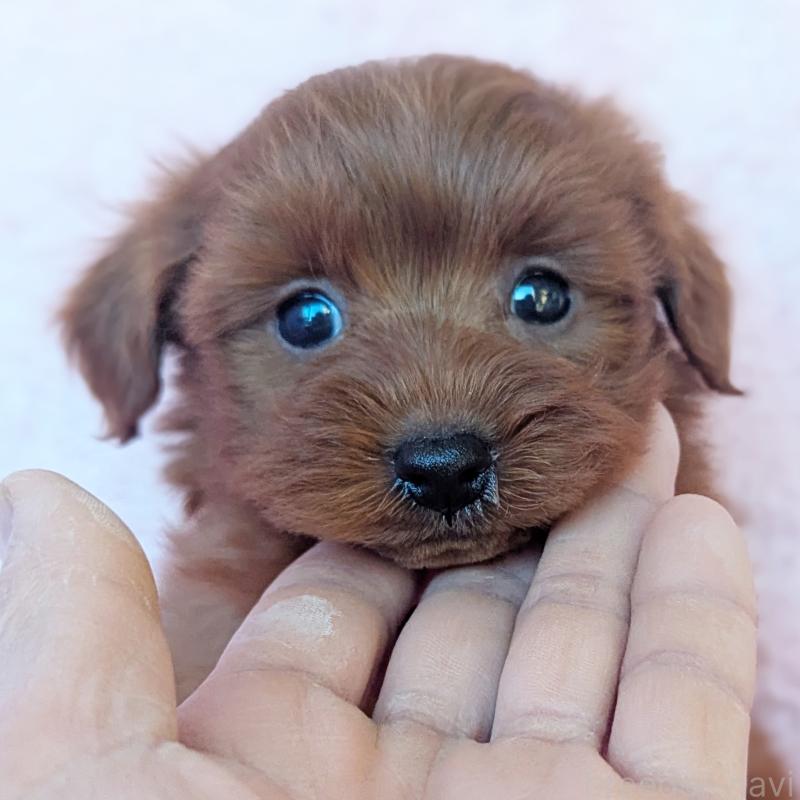 販売中の静岡県のミックス犬-450753の2枚目