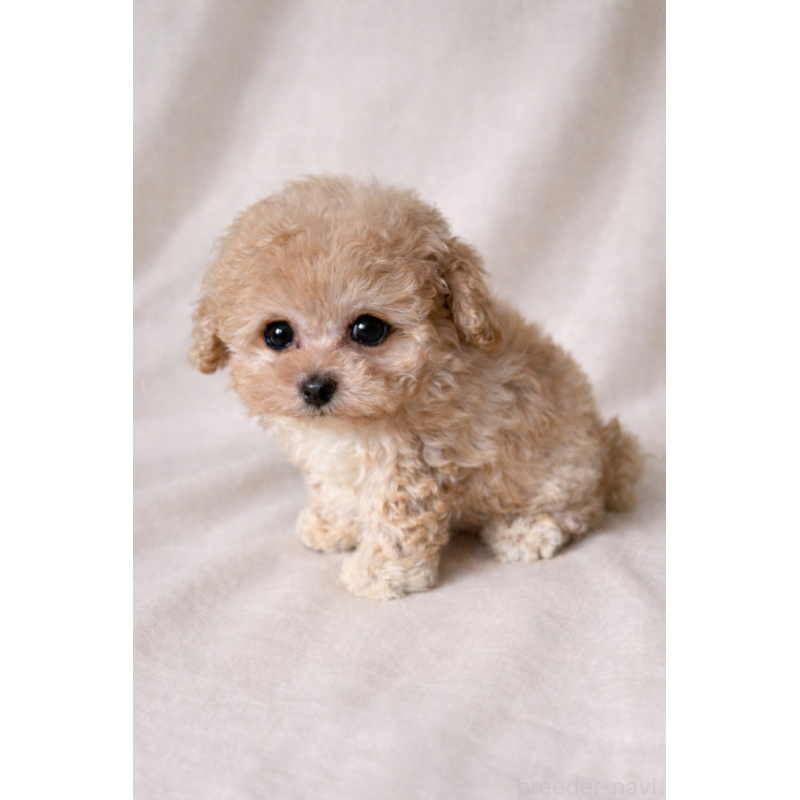 販売中の兵庫県のティーカッププードル-450755の1枚目