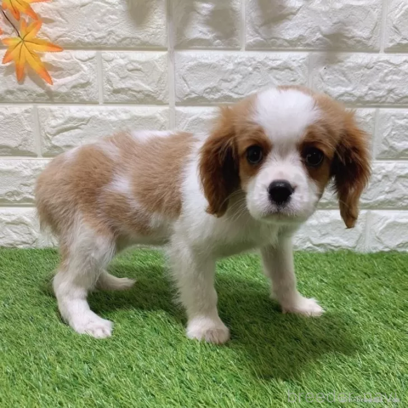 販売中の愛知県のキャバリアキングチャールズスパニエル-441379