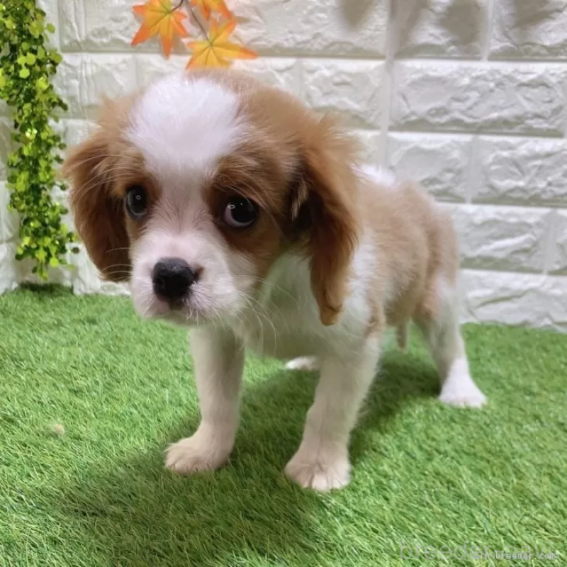 販売中の愛知県のキャバリアキングチャールズスパニエル-441379の5枚目