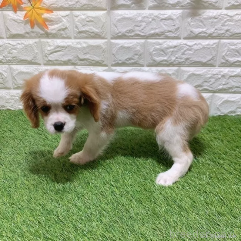 販売中の愛知県のキャバリアキングチャールズスパニエル-441379の4枚目