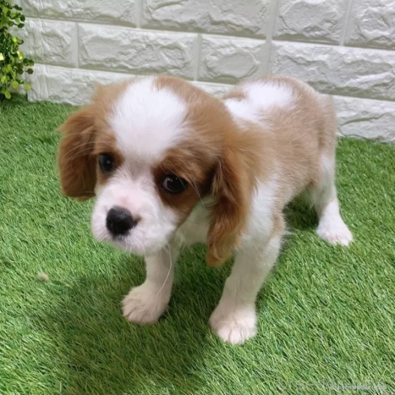 販売中の愛知県のキャバリアキングチャールズスパニエル-441379の3枚目