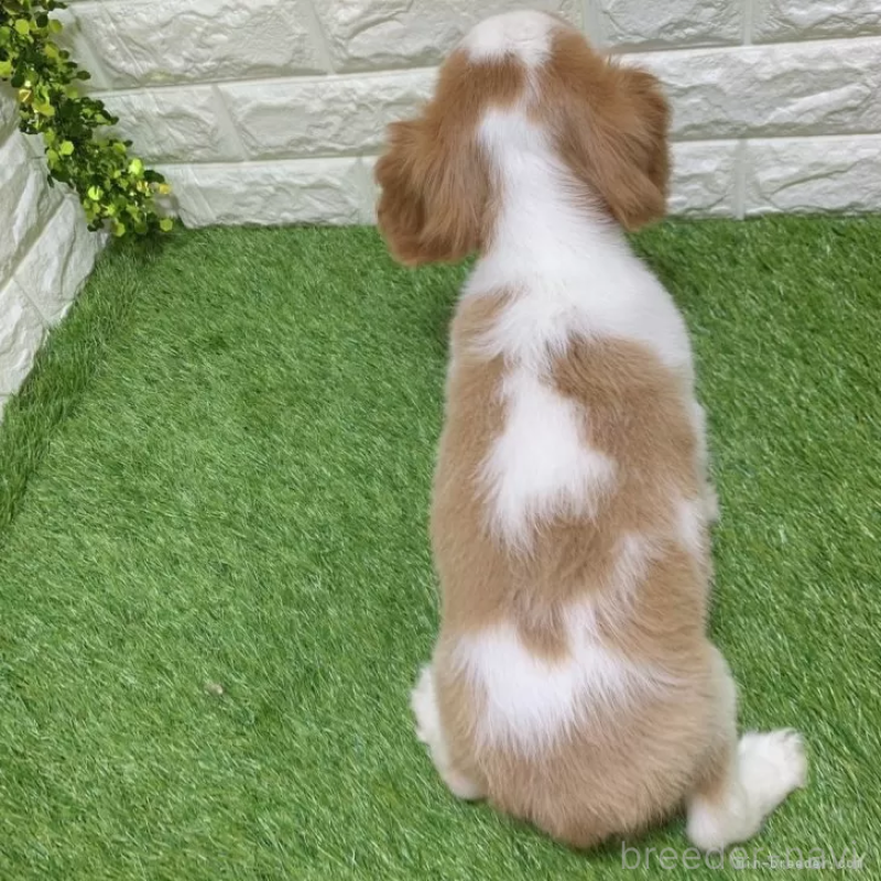 販売中の愛知県のキャバリアキングチャールズスパニエル-441379の2枚目