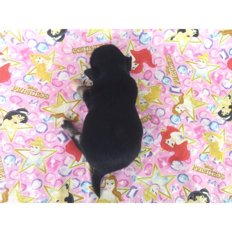 販売中の千葉県のチワワ(ロングコート)-450757の5枚目