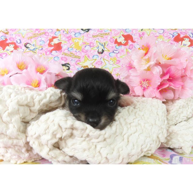 販売中の千葉県のチワワ(ロングコート)-450757の4枚目