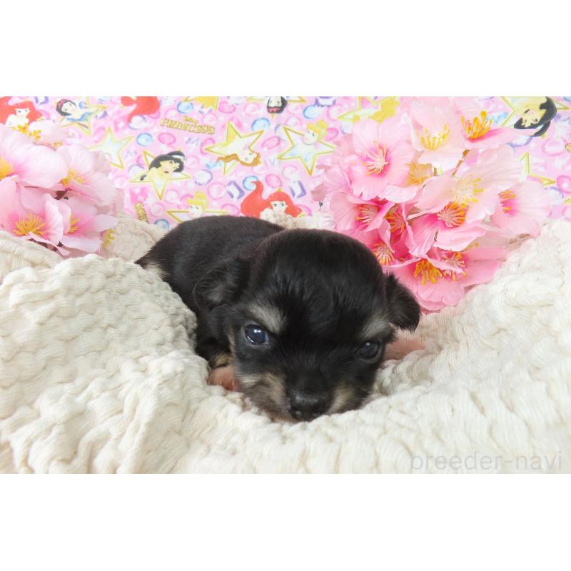 販売中の千葉県のチワワ(ロングコート)-450757の3枚目