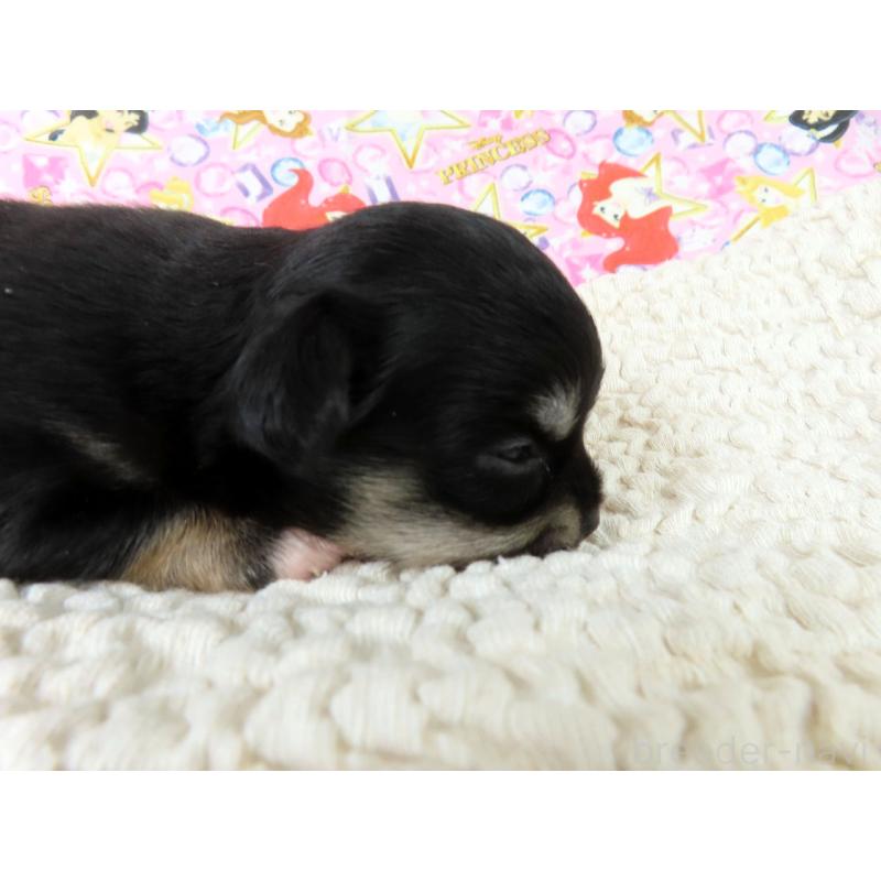 販売中の千葉県のチワワ(ロングコート)-450757の2枚目