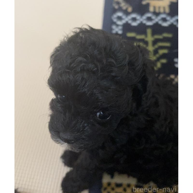 販売中の福岡県のタイニープードル-450762の2枚目