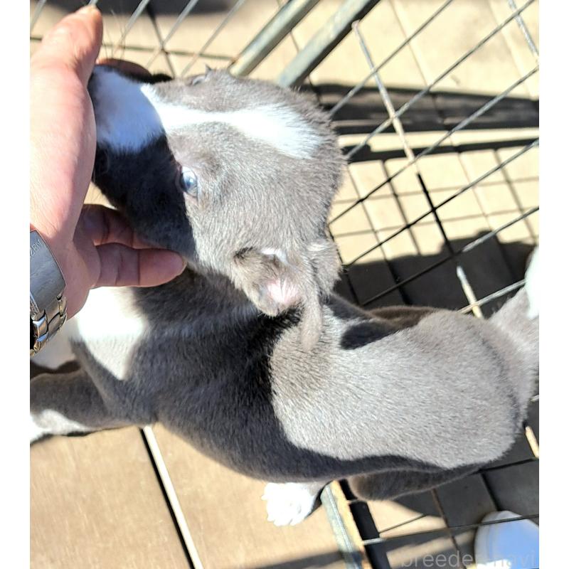 成約済の千葉県のミックス犬-450765の1枚目