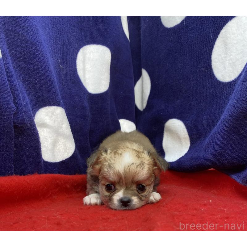 販売中の佐賀県のチワワ(ロングコート)-450766の2枚目