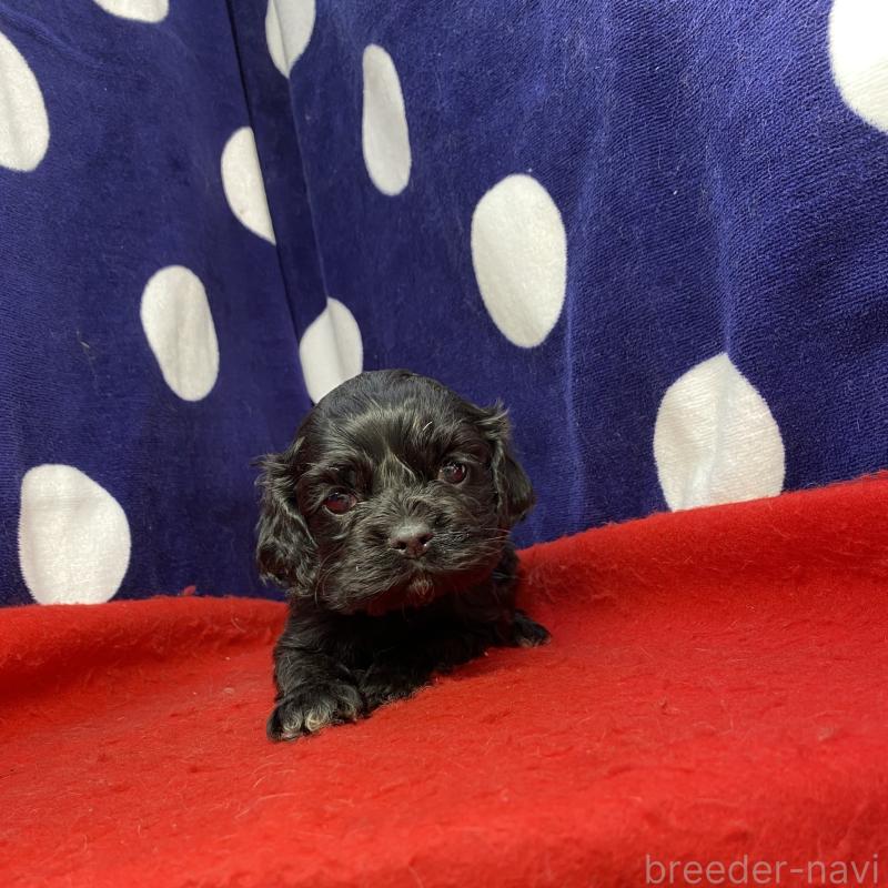 販売中の佐賀県のアメリカンコッカースパニエル-450770の1枚目