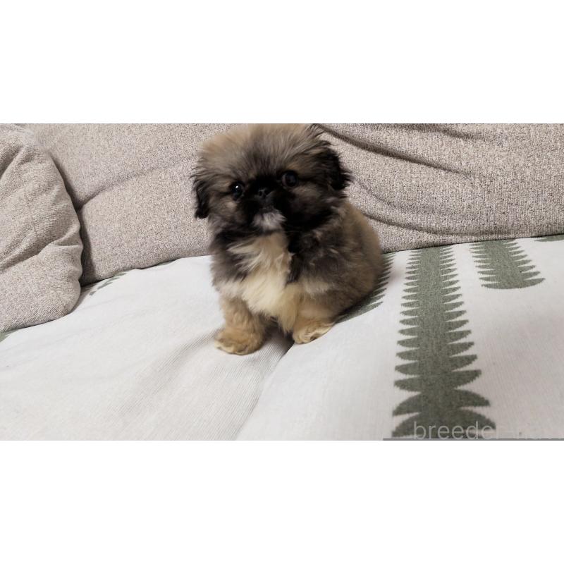 販売中の茨城県のペキニーズ-450773の10枚目