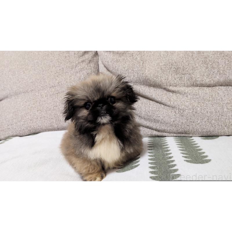 販売中の茨城県のペキニーズ-450773の9枚目