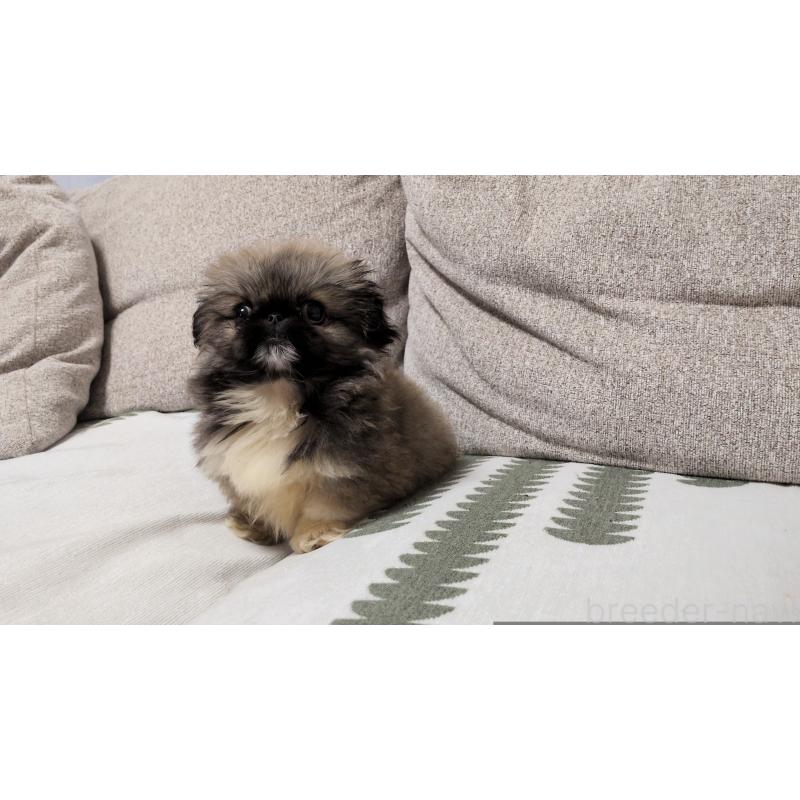 販売中の茨城県のペキニーズ-450773の7枚目