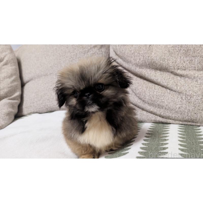 販売中の茨城県のペキニーズ-450773の6枚目