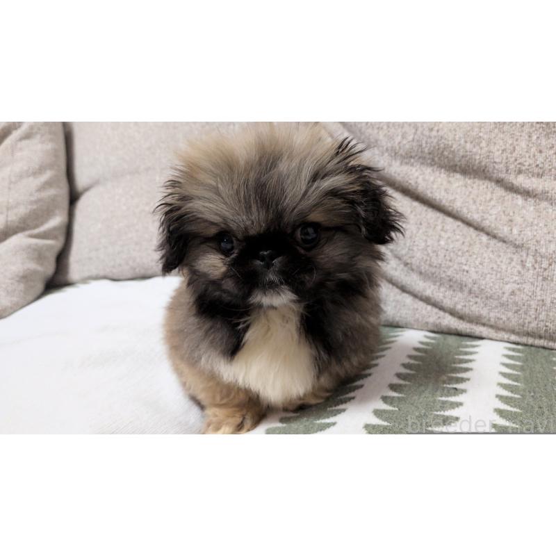 販売中の茨城県のペキニーズ-450773の5枚目