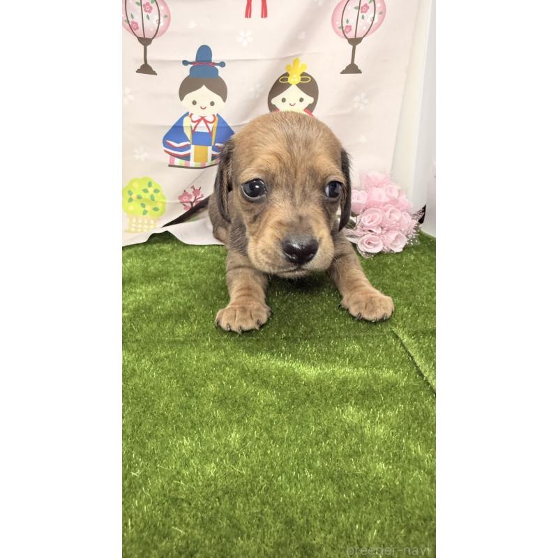 販売中の千葉県のミニチュアダックスフンド(スムースヘアード)-450779の7枚目