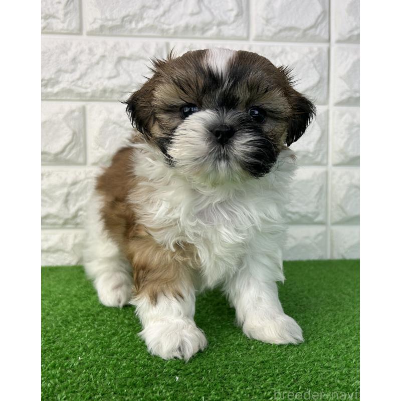 販売中の大阪府のシーズー-450777の5枚目