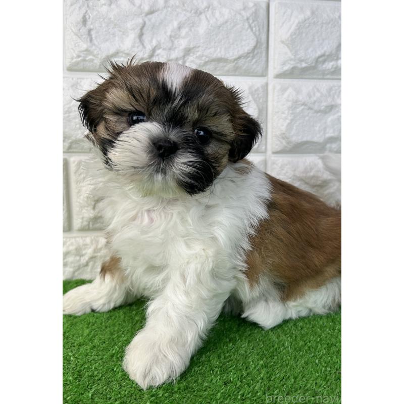 販売中の大阪府のシーズー-450777の4枚目