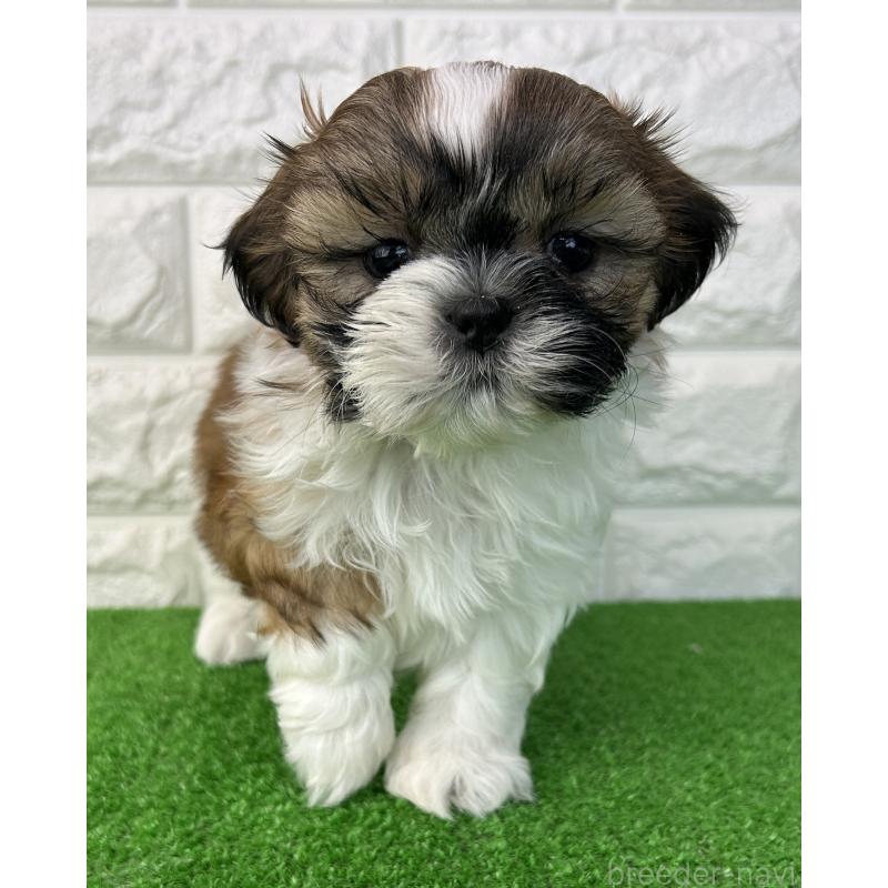 販売中の大阪府のシーズー-450777の3枚目