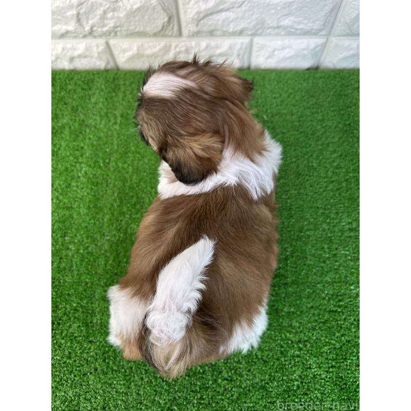 販売中の大阪府のシーズー-450777の2枚目