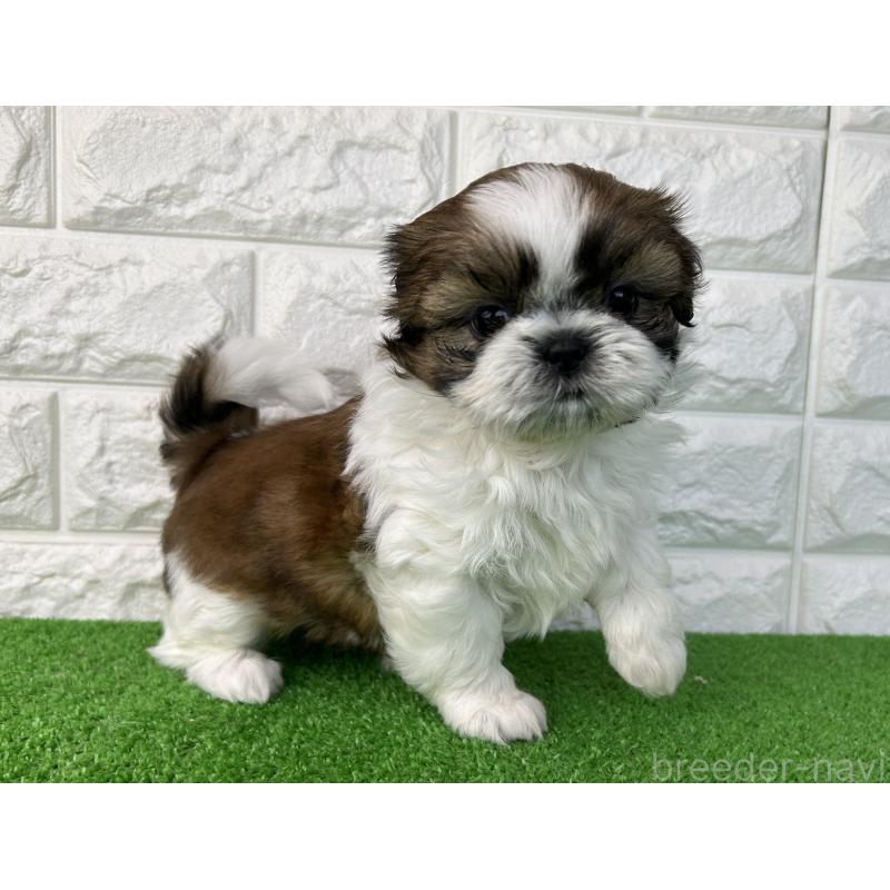 販売中の大阪府のシーズー-450778の8枚目