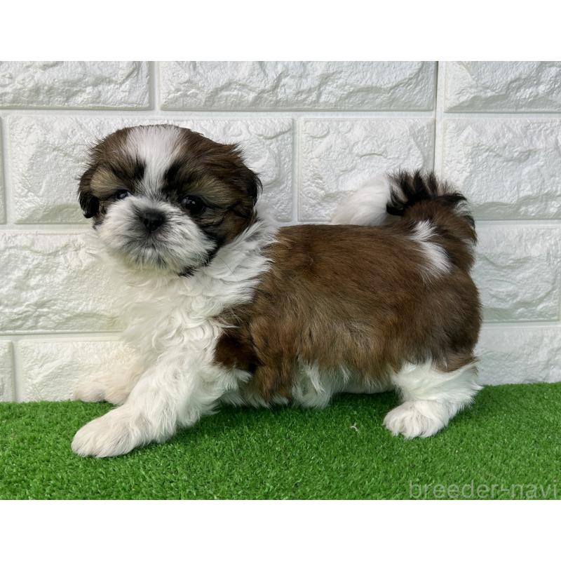 販売中の大阪府のシーズー-450778の7枚目