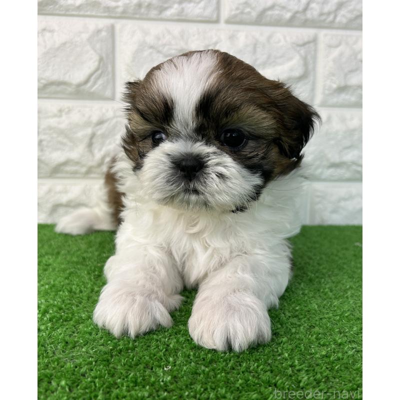 販売中の大阪府のシーズー-450778の6枚目