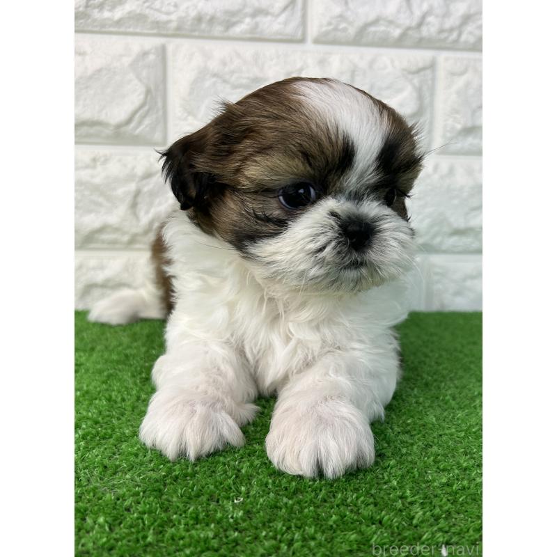 販売中の大阪府のシーズー-450778の5枚目