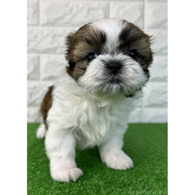 販売中の大阪府のシーズー-450778の4枚目