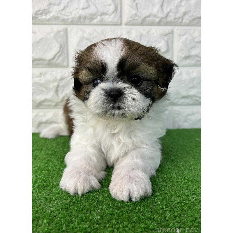 販売中の大阪府のシーズー-450778の3枚目