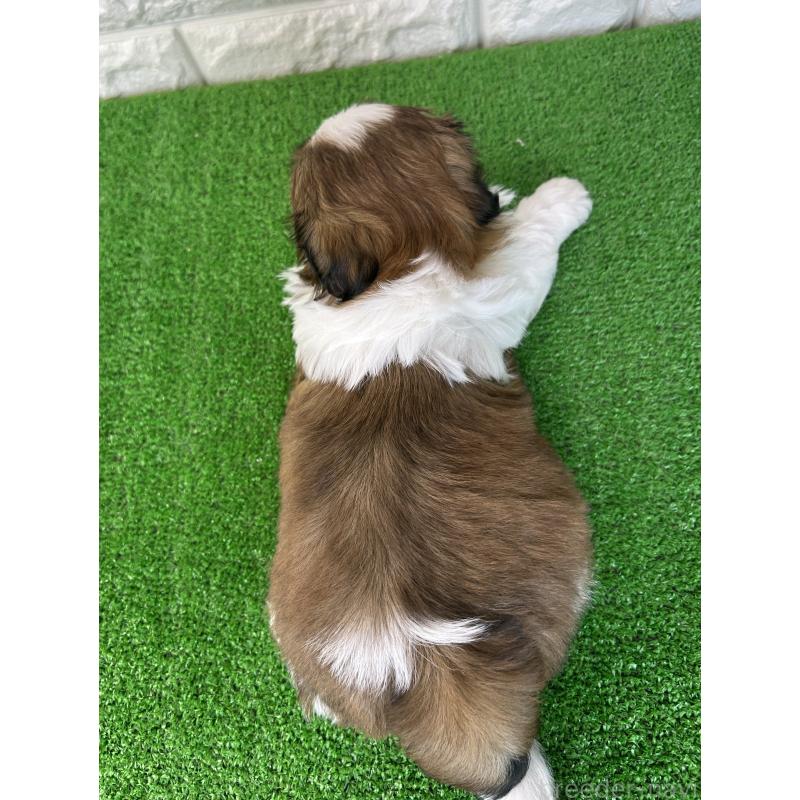 販売中の大阪府のシーズー-450778の2枚目